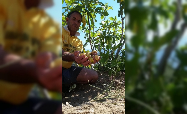 Aydın’da incir hasadı başladı