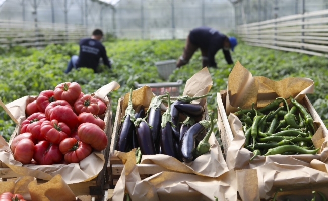 Büyükşehir Belediyesi Ata Tohumlarından ürettiği sebzeleri vatandaşlarla buluşturuyor