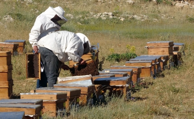 Erzincan’da arıcıların bal sağım mesaisi başladı