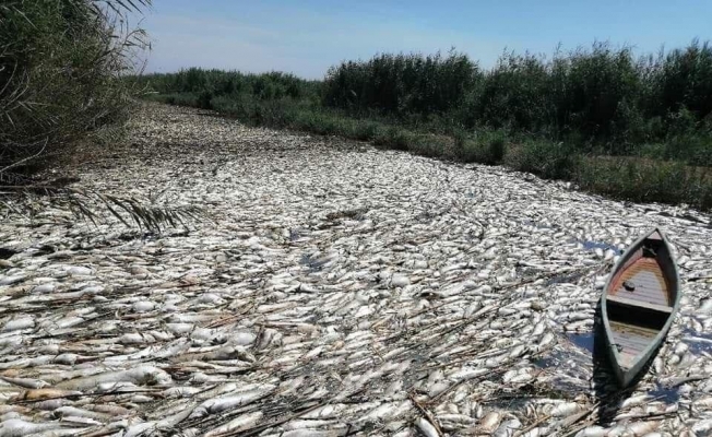 Irak’ta onlarca ton balık telef oldu