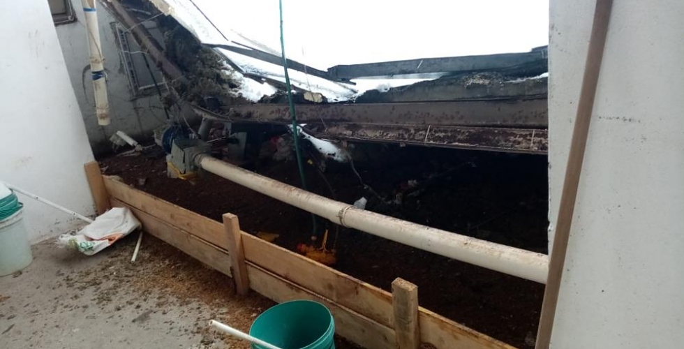 çiftlik çatısı çöktü: 18 bin tavuk telef oldu