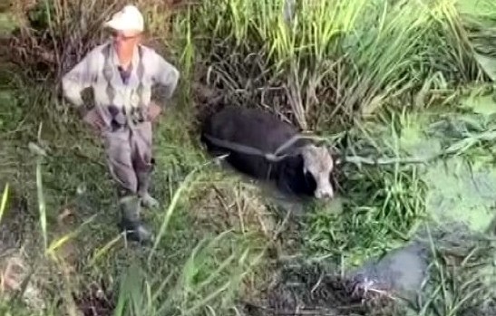 Vatandaşlar su kanalına düşen inek için seferber oldu